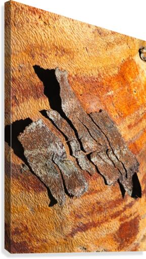 Flowering Gum Bark Canvas Print