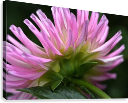 Dahlias Pink Side Canvas Print