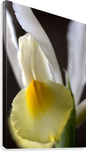 Iris Yellow And White Canvas Print