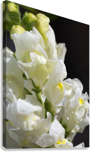 White Snapdragon Flowers  Canvas Print