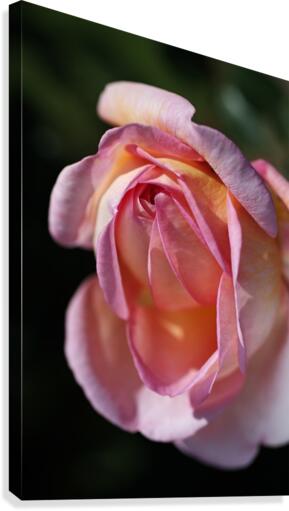 Pink and Orange Rose Canvas Print