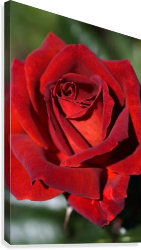 Hot Chocolate Rose Canvas Print