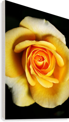 Bright Yellow Rose Canvas Print