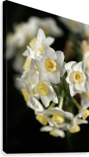 Jonquils In White Canvas Print