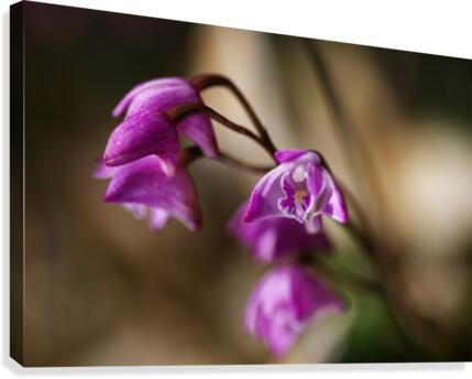 Australian Native Orchid Canvas Print