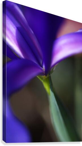 Rich Purple Iris Canvas Print