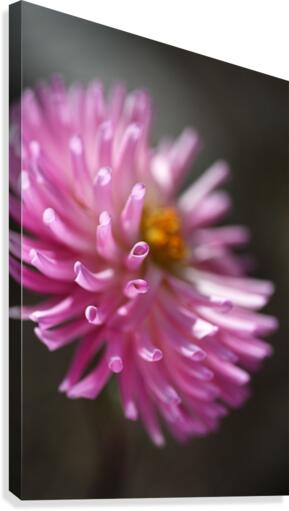 Dahlia Pink Canvas Print