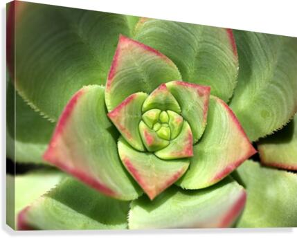 Hens And Chicks Succulent Canvas Print