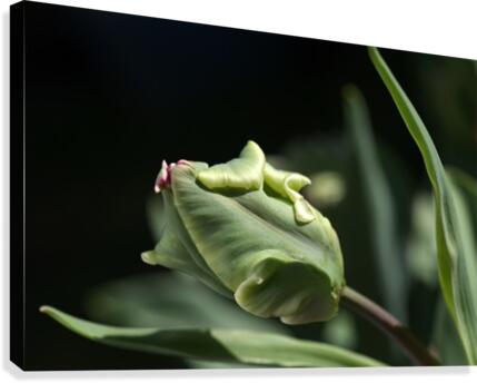 Parrot Tulip Bud  Canvas Print