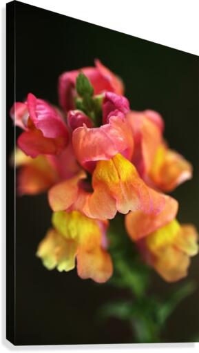 Snapdragon Variety Canvas Print