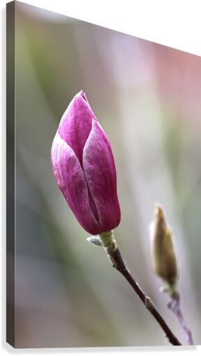 Magnolia Bud Canvas Print