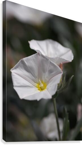 Morning Glory Canvas Print