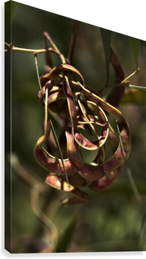 Wattle Tree Seed Pod Canvas Print