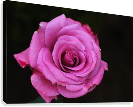 Divine Pink Rose Canvas Print