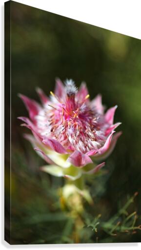 Protea Small Pink Flowers Canvas Print