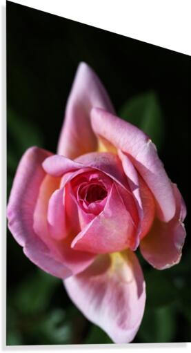 Double Pointed Pink Rose Canvas Print