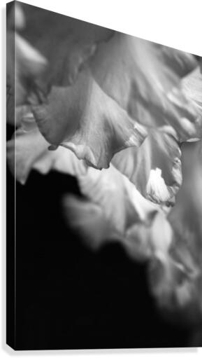 Gladiolus Petals Dance Canvas Print