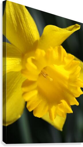 Daffodil Yellow Up Close Canvas Print