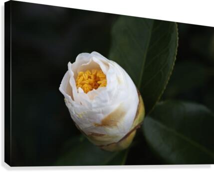 Camellia Bud Canvas Print