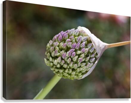 Garlic Flower With Cap Canvas Print
