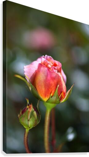 Two Pink Rose Buds Canvas Print