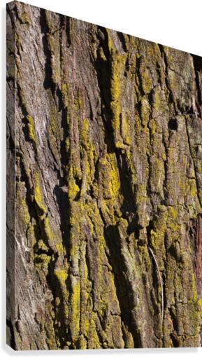 Moss Art Eucalyptus Bark  Canvas Print