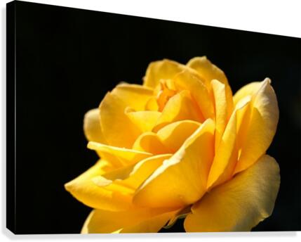 Rose Glowing Yellow Canvas Print