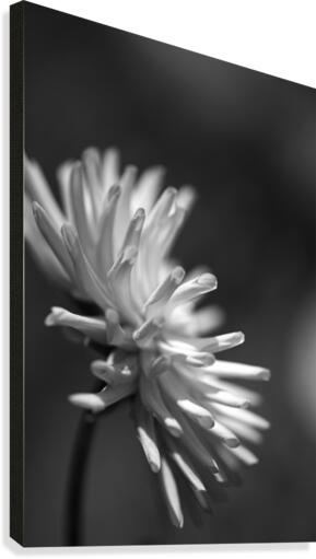 Dahlia Looking Out Canvas Print