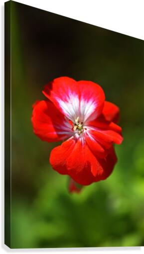 Geranium Red and White  Canvas Print