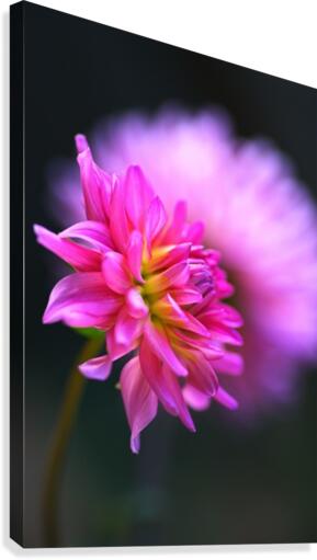 Dahlia on A Cloud Canvas Print