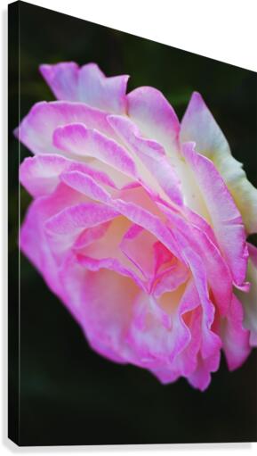 Rose Pink White Canvas Print