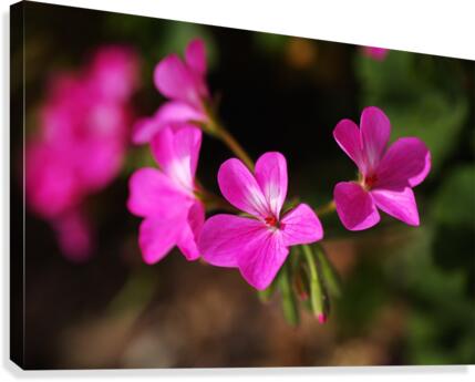 Geraniums In Pink Canvas Print