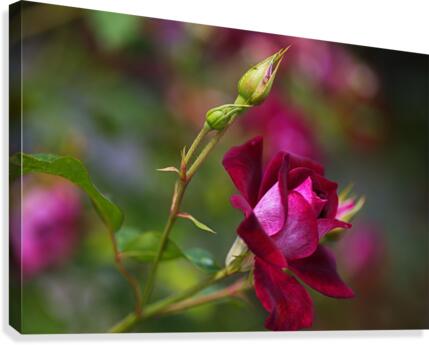 Rose Bud Pink Canvas Print