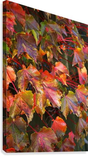 Autumn Leaves Canvas Print