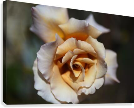 Lush Coffee Rose Canvas Print
