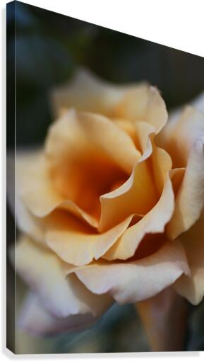 Coffee Rose Delight Canvas Print