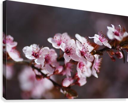 Blossom Spring Pink Canvas Print