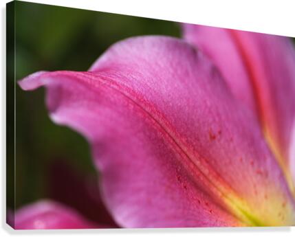 Reaching Lily Petals Canvas Print