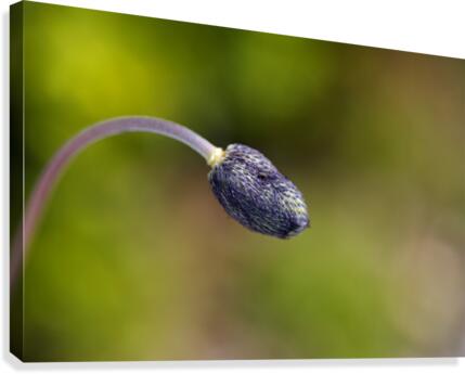 Blue Anemone Bud Canvas Print