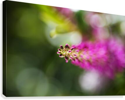 Pink Hebe Flower Canvas Print