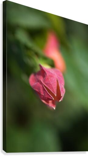 Chinese Lantern Opening Bud Canvas Print