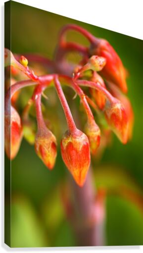 Cotyledon Macrantha Succulent Flowers  Canvas Print