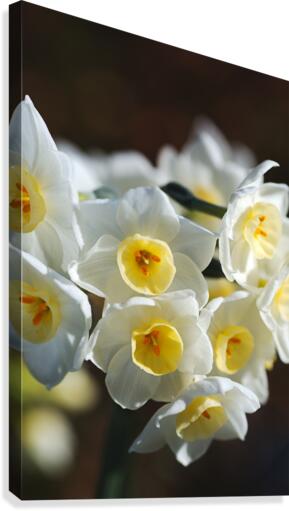 Jonquil The Flower Ring Canvas Print