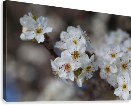 The White Blossom Canvas Print