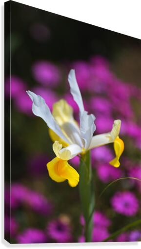 Iris Over Pink Daisies  Canvas Print