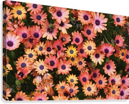 African Daisy Rich Canvas Print
