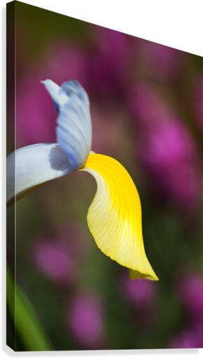 Dutch Iris Symphony Flower Canvas Print