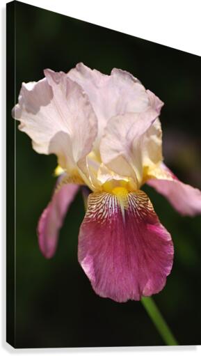 Bearded Iris Medium Pink Flower Canvas Print