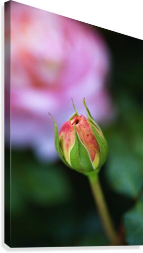 Beautiful Rose Bud Canvas Print