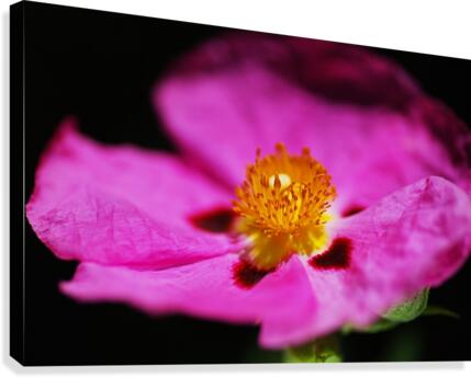 Hibiscus Australian Canvas Print
